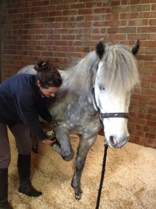 Equine Osteopathy