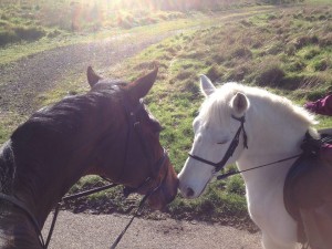 Equine Osteopathy